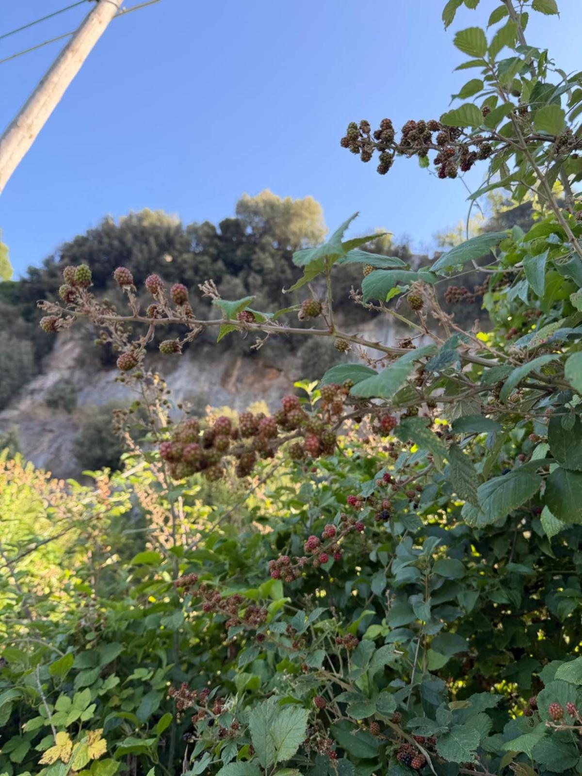 Vegetazione e collina intorno al borgo