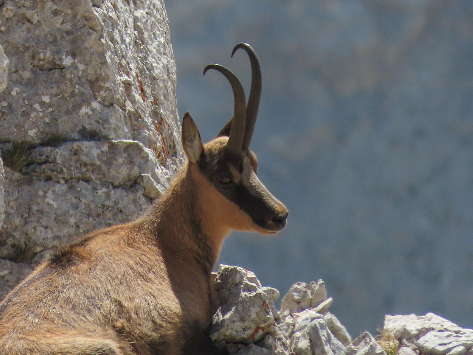 Un camoscio appenninico su una parete rocciosa