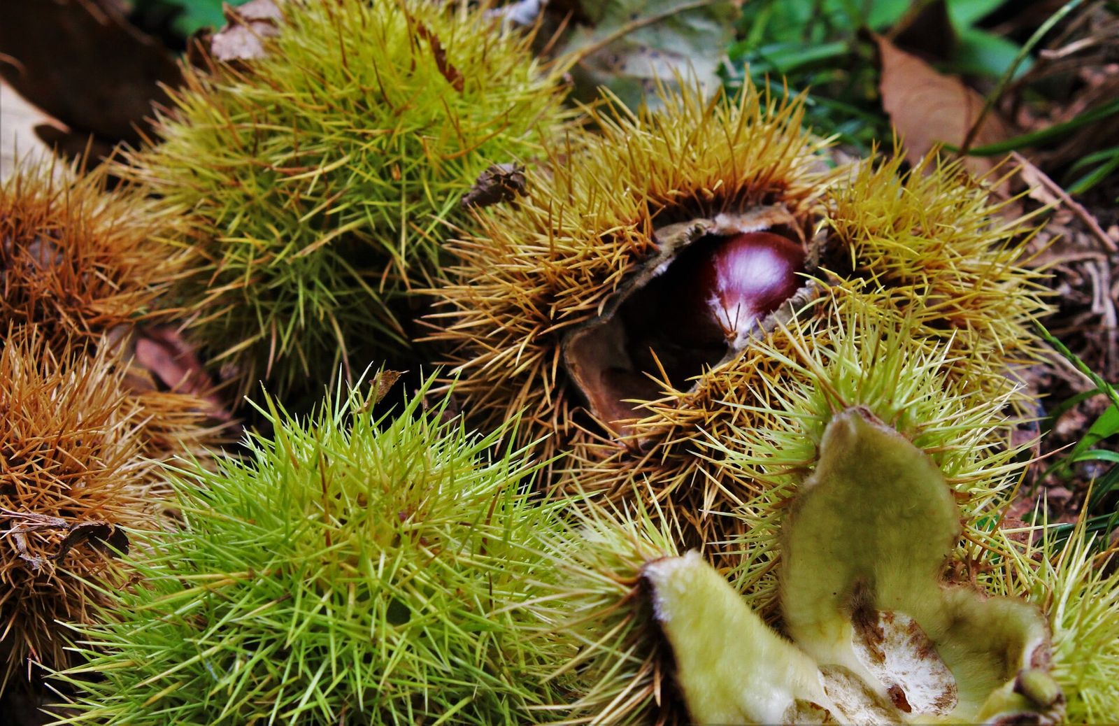 Ricci di castagne aperti con i frutti maturi
