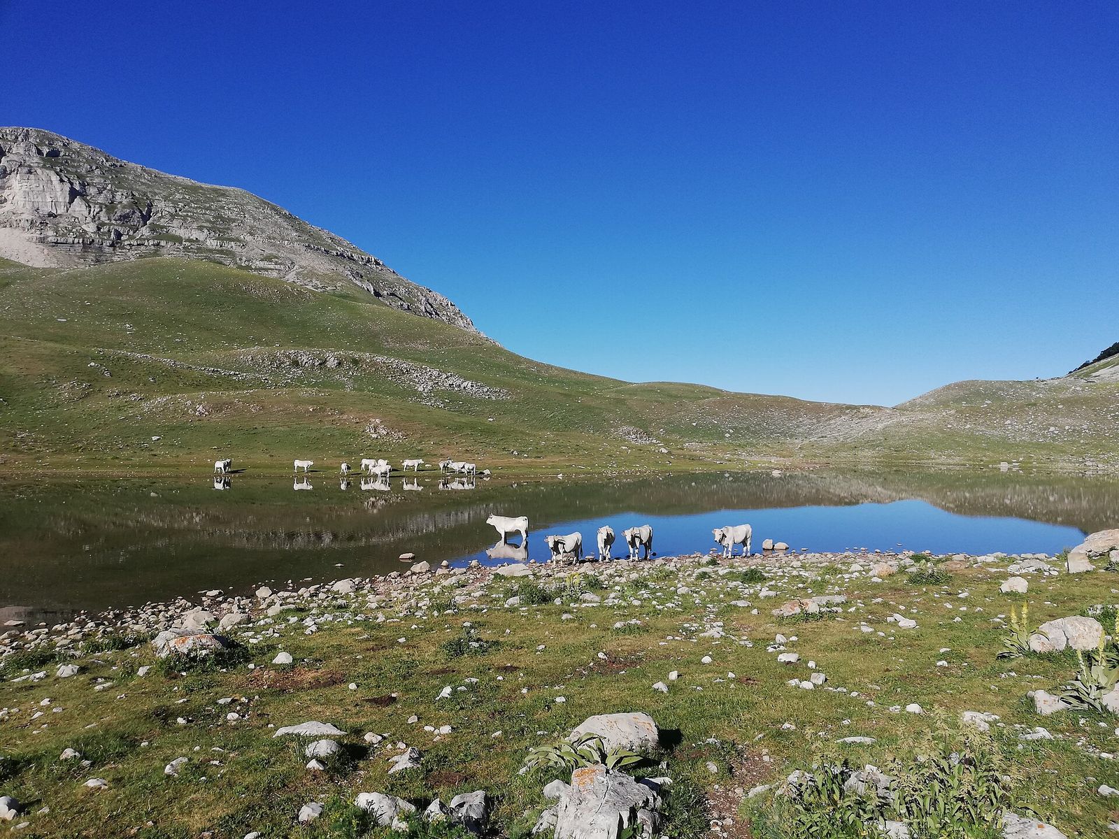 Cavalli al pascolo sulle rive del Lago della Duchessa