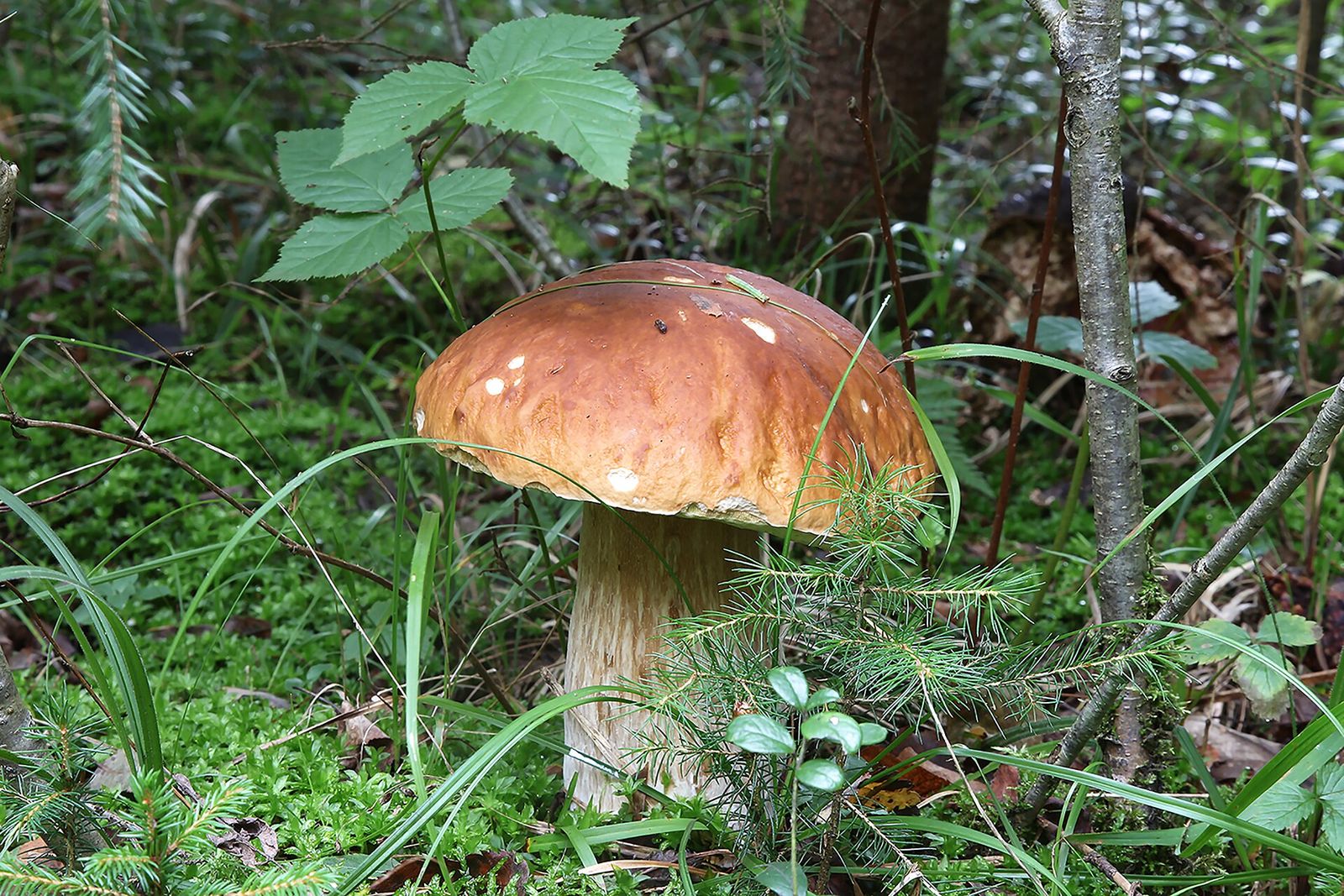 Un porcino nel sottobosco